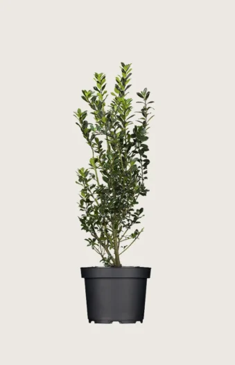 Kristtorn Heckenpracht 125cm Grenet | Plantinavia