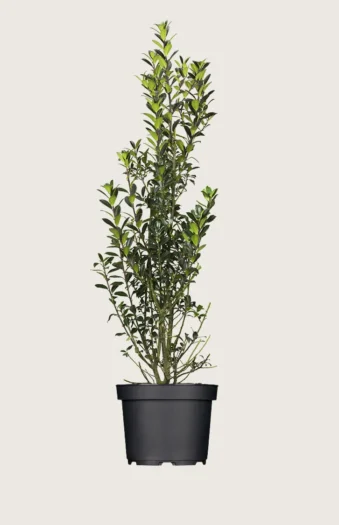 Kristtorn Heckenpracht 200cm Grenet | Plantinavia