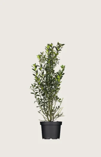 Kristtorn Heckenpracht 40cm Grenet | Plantinavia