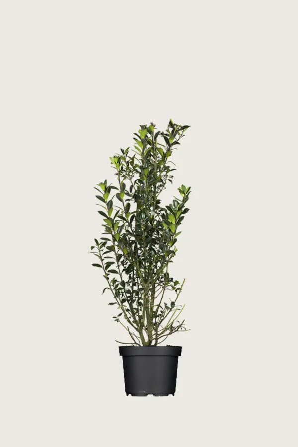Kristtorn Heckenpracht 60cm Grenet | Plantinavia