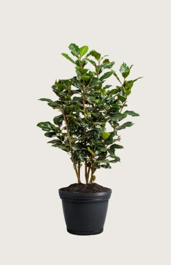 Kristtorn Heckenpracht 150cm Outlet | Plantinavia