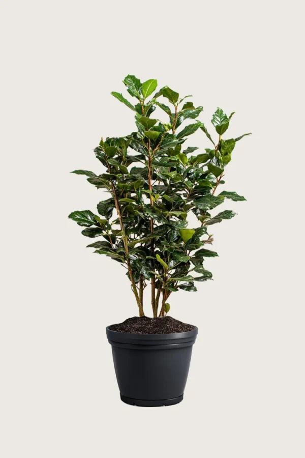 Kristtorn Heckenpracht 150cm Outlet | Plantinavia
