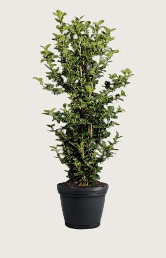 Kristtorn Heckenpracht 225cm Outlet | Plantinavia