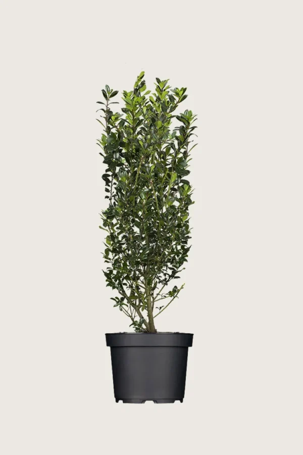 Kristtorn Heckenpracht 100cm Velgrenet | Plantinavia
