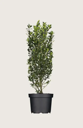 Kristtorn Heckenpracht 125cm Velgrenet | Plantinavia