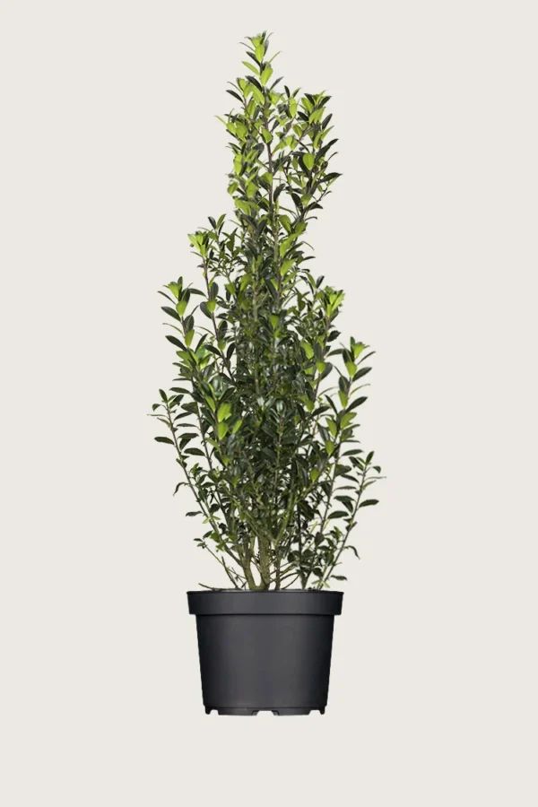 Kristtorn Heckenpracht 250cm Velgrenet | Plantinavia