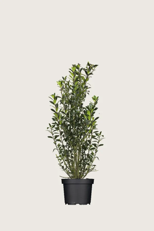 Kristtorn Heckenpracht 60cm Velgrenet | Plantinavia