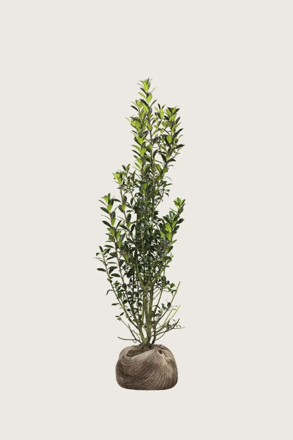 Kristtorn Heckenpracht 150cm Grenet | Plantinavia
