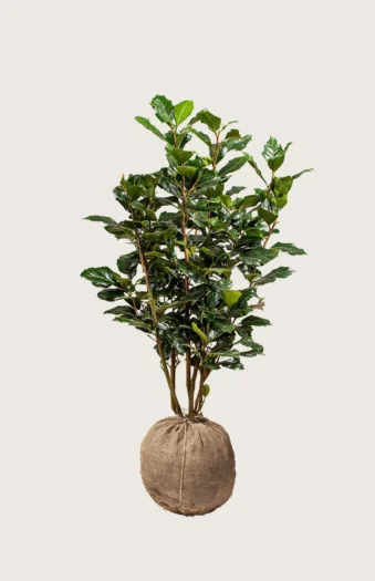 Kristtorn Heckenpracht 150cm Outlet | Plantinavia