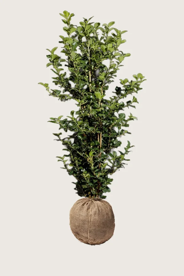 Kristtorn Heckenpracht 200cm Outlet | Plantinavia