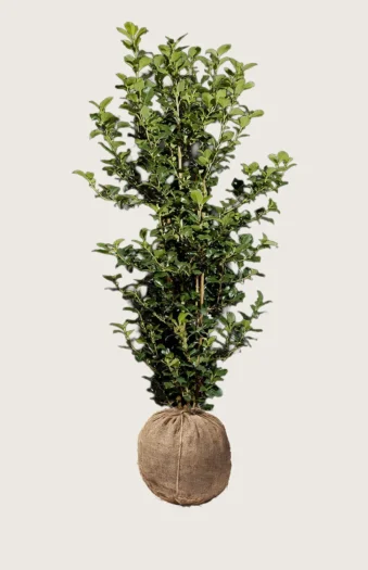 Kristtorn Heckenpracht 250cm Outlet | Plantinavia