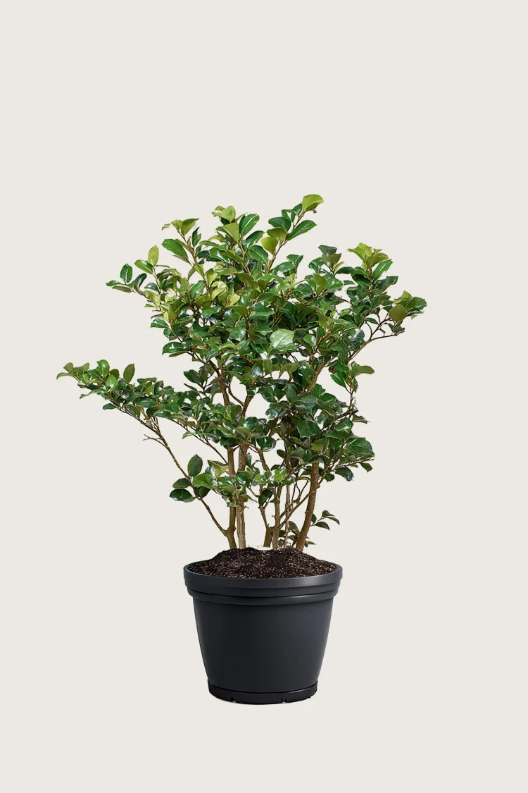 Kristtorn Heckenpracht configurator