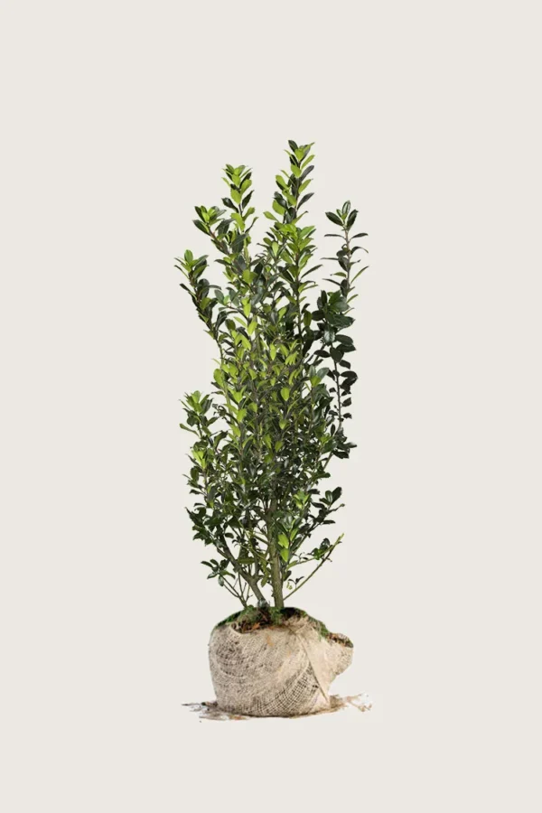 Kristtorn Heckenpracht 100cm Velgrenet | Plantinavia