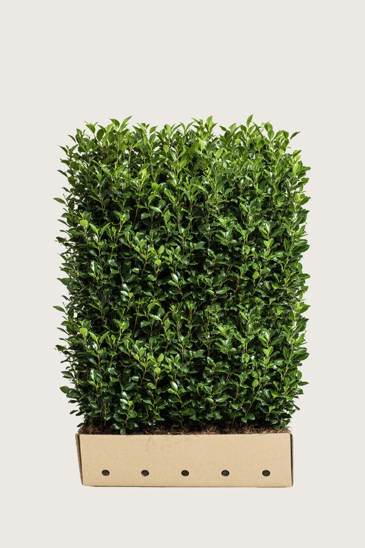 Kristtorn Heckenstar 120cm Velgrenet | Plantinavia