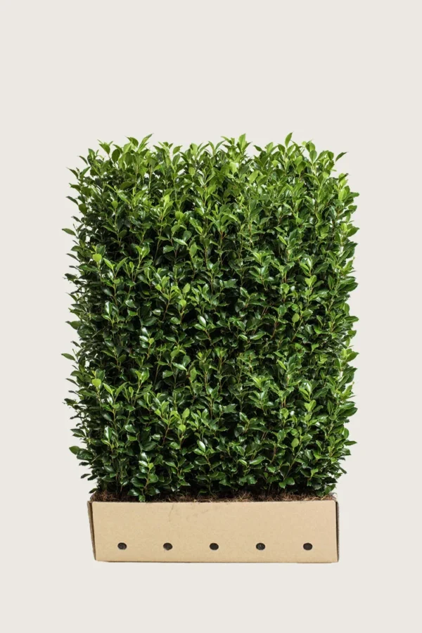 Kristtorn Heckenstar 150cm Velgrenet | Plantinavia