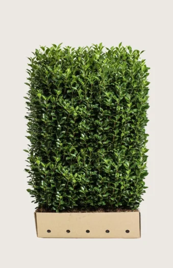 Kristtorn Heckenstar 200cm Velgrenet | Plantinavia