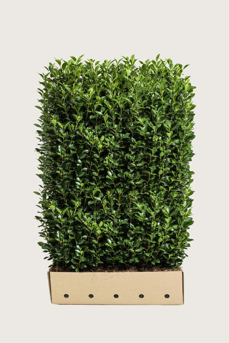 Kristtorn Heckenstar 200cm Velgrenet | Plantinavia