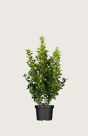 Kristtorn Heckenstar 60cm Grenet | Plantinavia