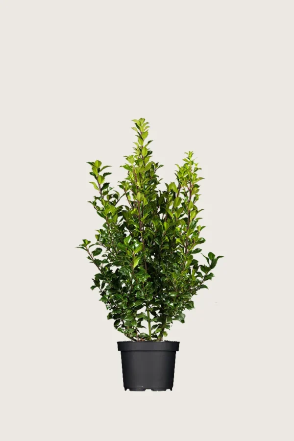Kristtorn Heckenstar 80cm Grenet | Plantinavia