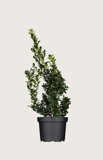 Kristtorn Heckenstar 100cm Outlet | Plantinavia