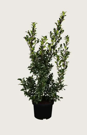 Kristtorn Heckenstar 225cm Outlet | Plantinavia
