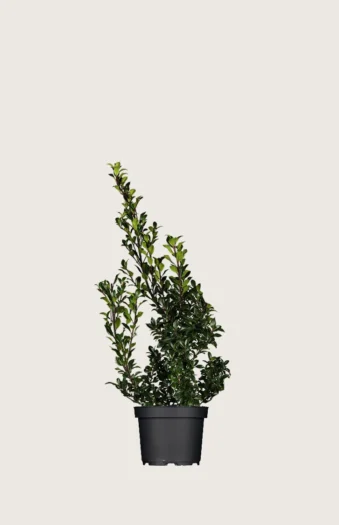 Kristtorn Heckenstar 80cm Outlet | Plantinavia