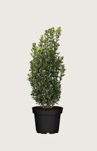 Kristtorn Heckenstar 150cm Velgrenet | Plantinavia