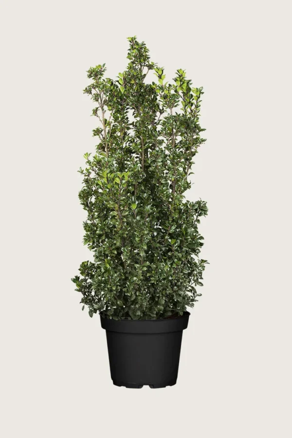 Kristtorn Heckenstar 200cm Velgrenet | Plantinavia