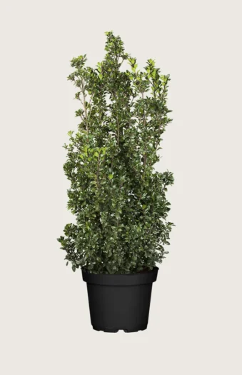 Kristtorn Heckenstar 250cm Velgrenet | Plantinavia