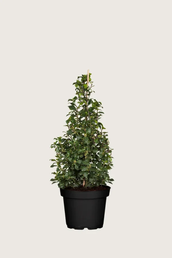 Kristtorn Heckenstar 60cm Velgrenet | Plantinavia