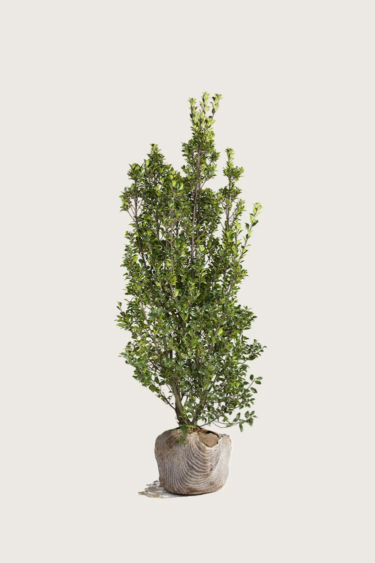 Kristtorn Heckenstar 125cm Grenet | Plantinavia