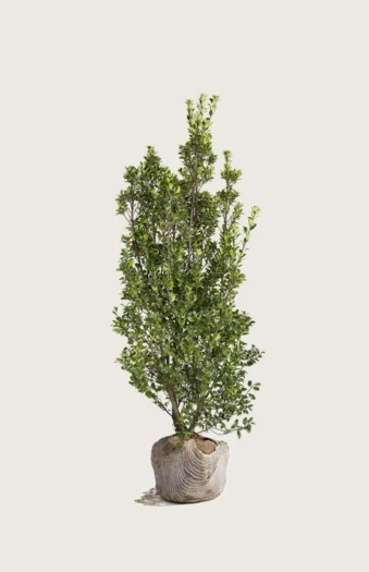 Kristtorn Heckenstar 175cm Grenet | Plantinavia