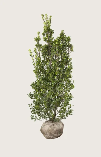Kristtorn Heckenstar 300cm Grenet | Plantinavia