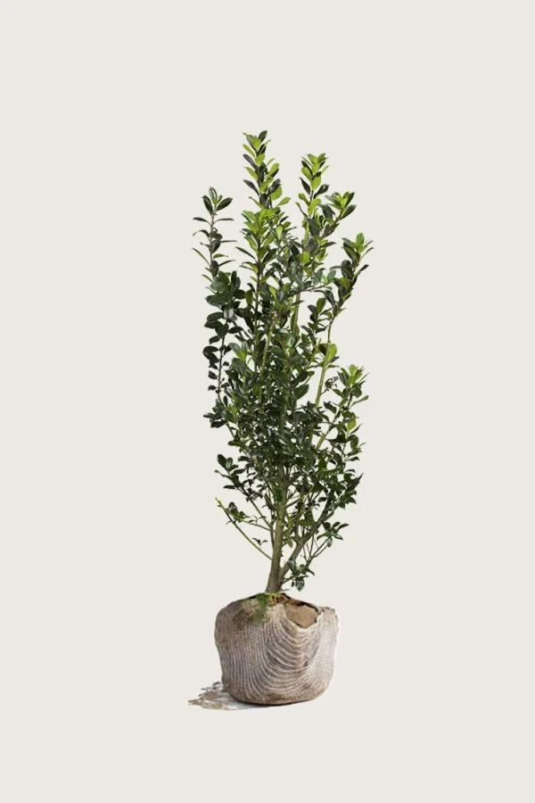 Kristtorn Heckenstar 150cm Outlet | Plantinavia