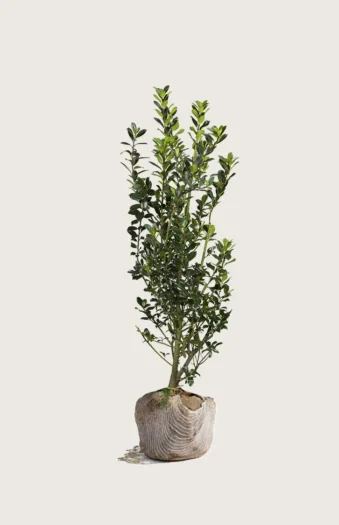 Kristtorn Heckenstar 175cm Outlet | Plantinavia