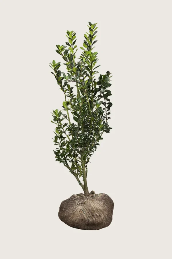 Kristtorn Heckenstar 250cm Outlet | Plantinavia