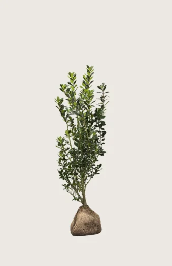 Kristtorn Heckenstar 40cm Outlet | Plantinavia