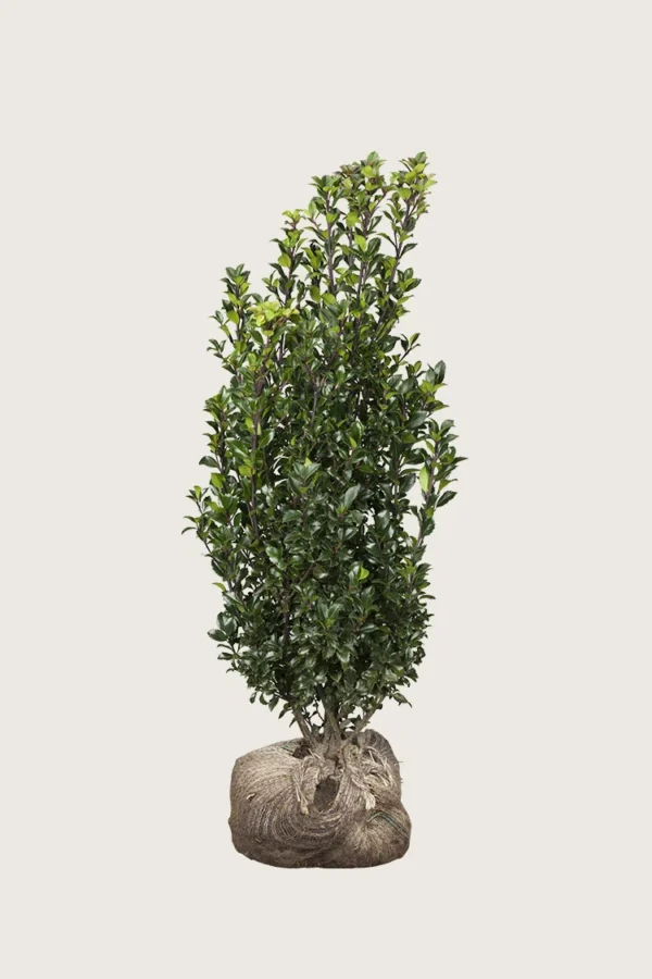 Kristtorn Heckenstar 125cm Velgrenet | Plantinavia