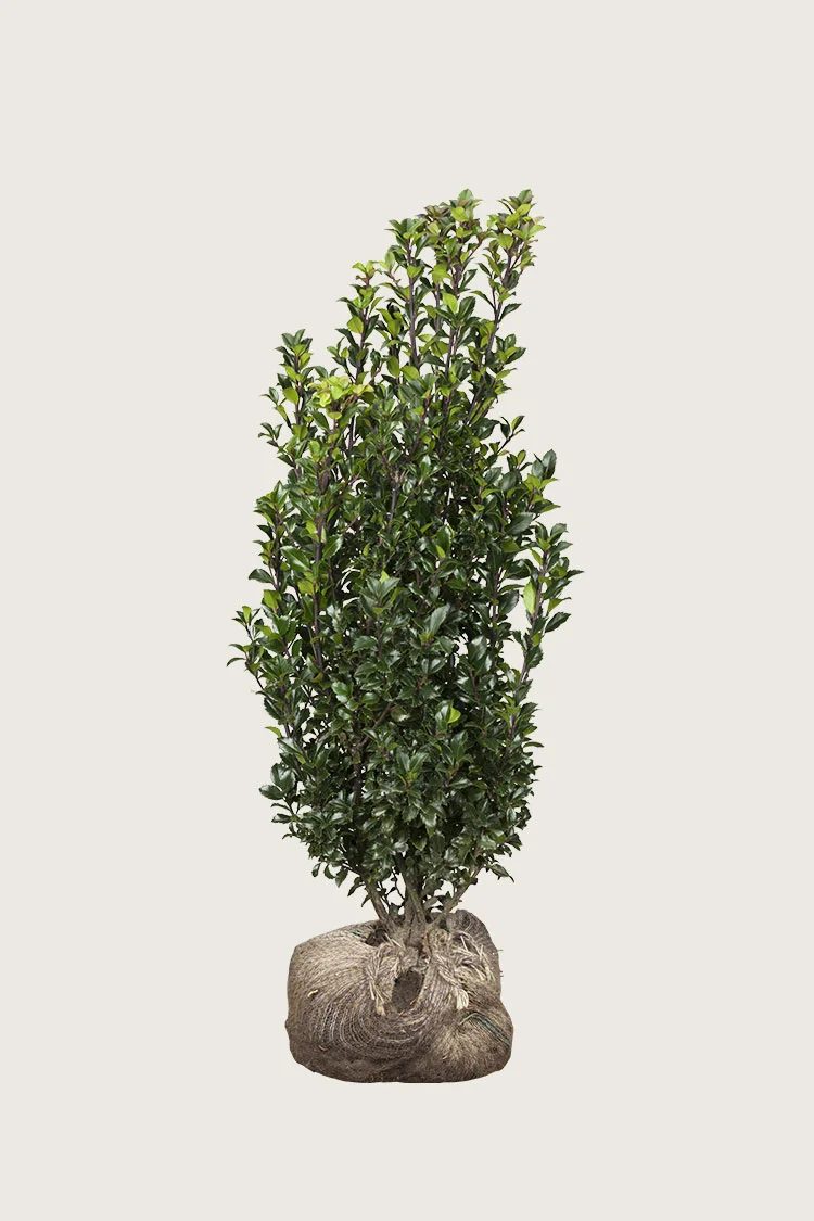 Kristtorn Heckenstar 125cm Velgrenet | Plantinavia