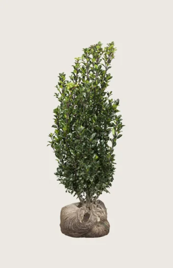 Kristtorn Heckenstar 150cm Velgrenet | Plantinavia