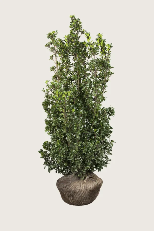Kristtorn Heckenstar 250cm Velgrenet | Plantinavia