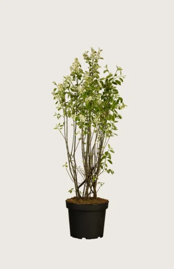 100cm Grenet | Plantinavia
