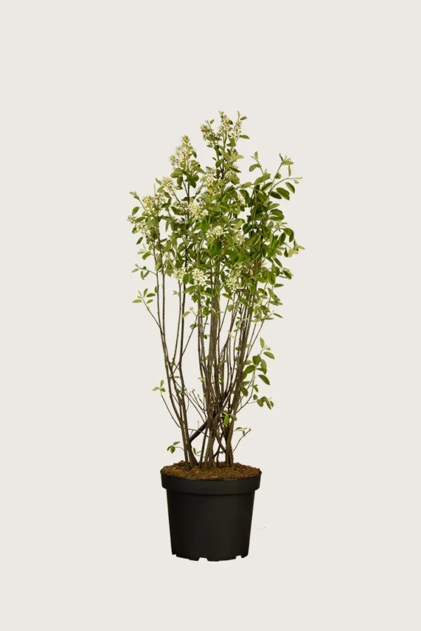100cm Grenet | Plantinavia