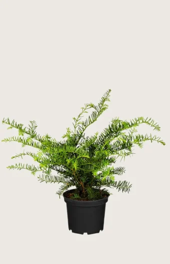 Krypbarlind 20cm Grenet | Plantinavia