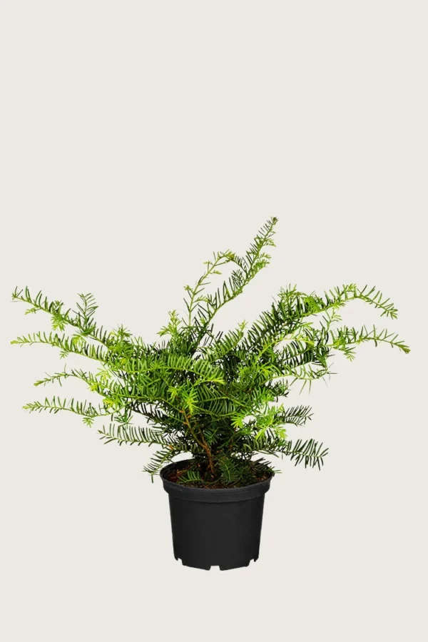 Krypbarlind 20cm Grenet | Plantinavia