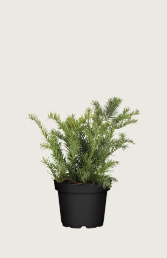 Krypbarlind 25cm Grenet | Plantinavia
