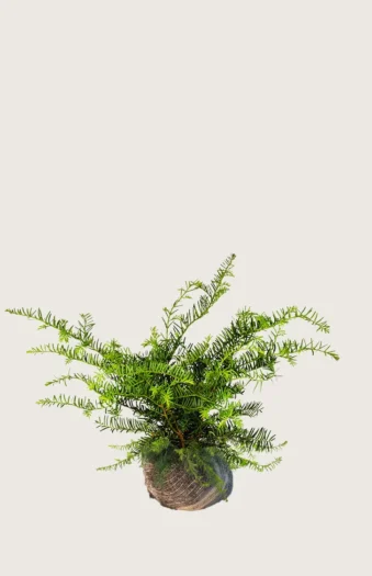 Krypbarlind 40cm Velgrenet | Plantinavia