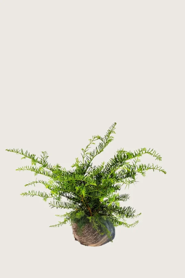 Krypbarlind 60cm Velgrenet | Plantinavia