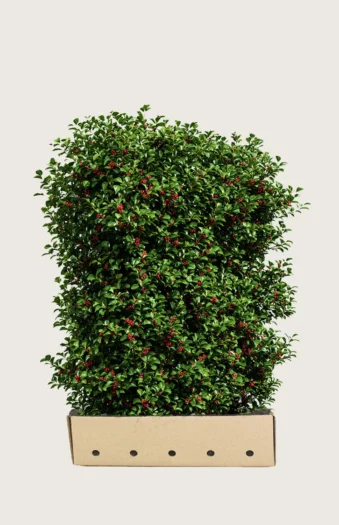 Kystkristtorn Alaska 120cm Velgrenet | Plantinavia