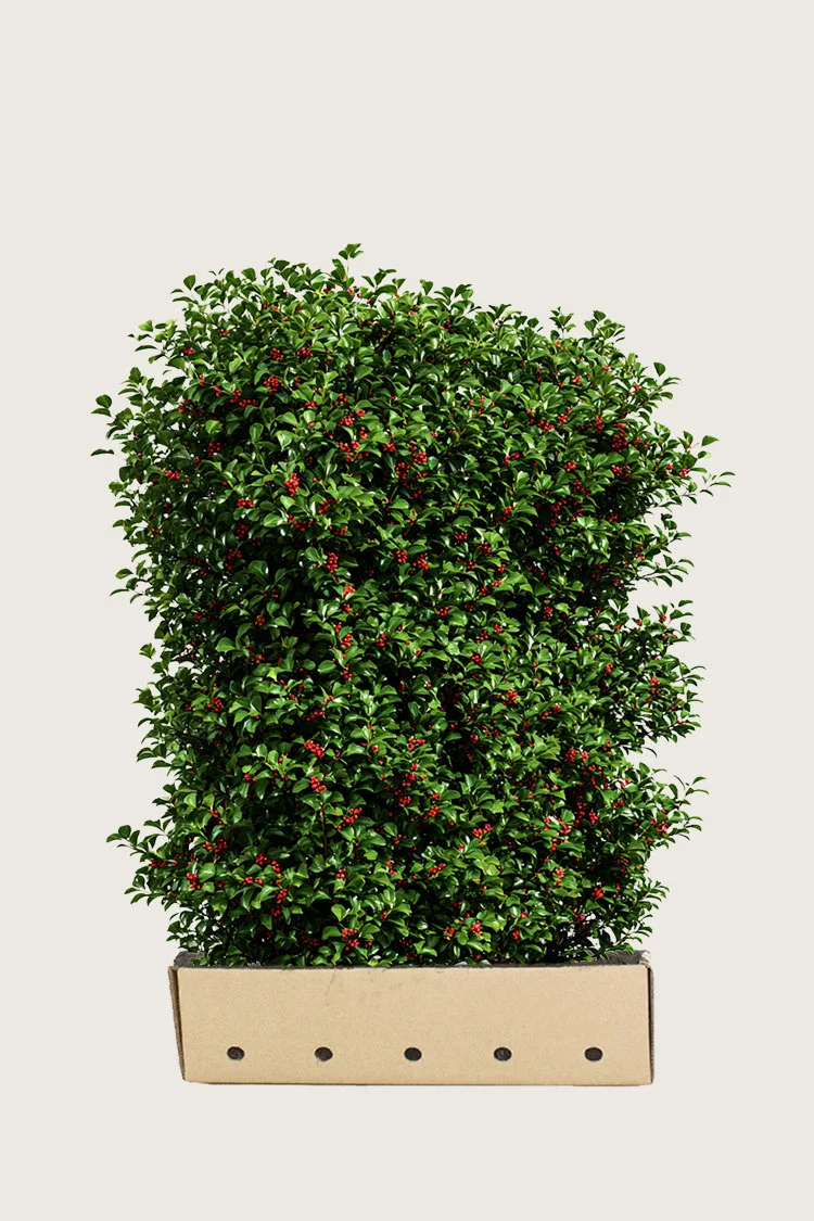 Kystkristtorn Alaska 150cm Velgrenet | Plantinavia